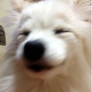 ucchii_t