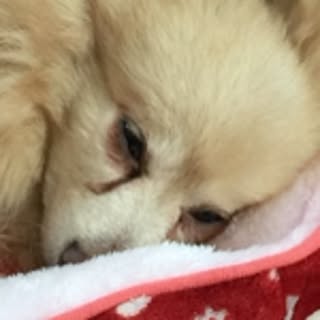 haru