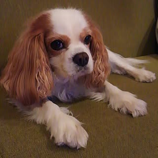 maya