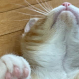 pupu