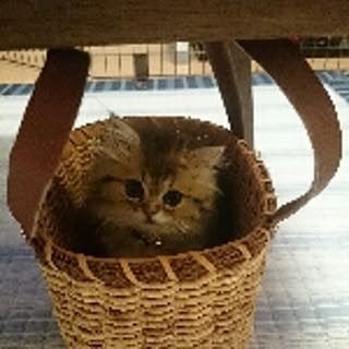 hana