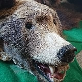 kuma