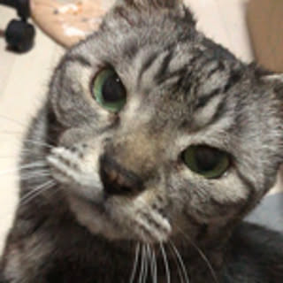 sachi