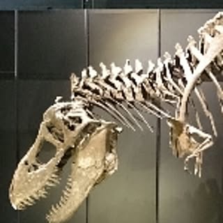 kotanene221
