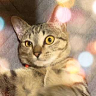 mimi