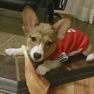 Miso