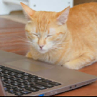 Zaitaku_Cat