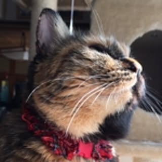 Noriko