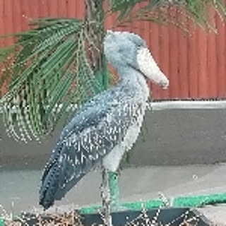 pisuke