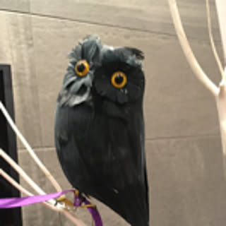 tubuhome