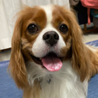 haru