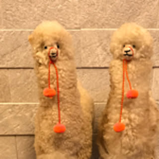 momosuke