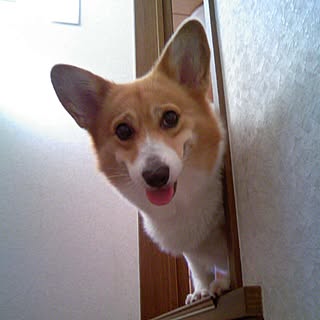 sennaco