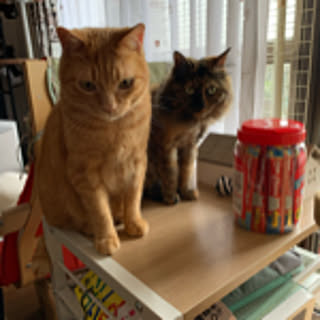 nekohagu2022