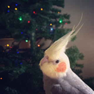Rieko