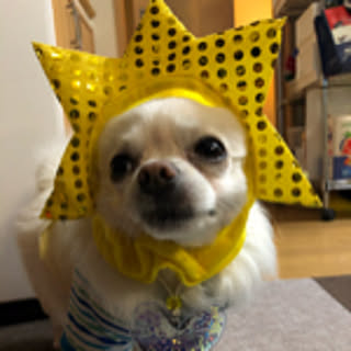 yasumaro