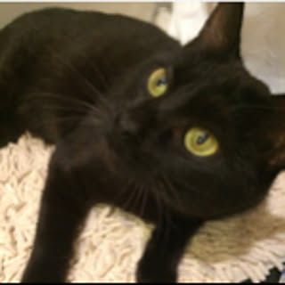 Erisa