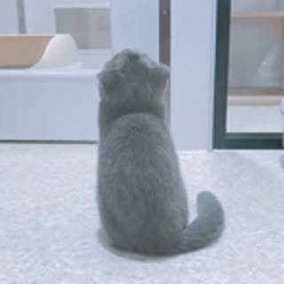 mogu