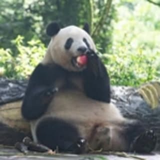 pan
