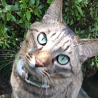 nekomaru