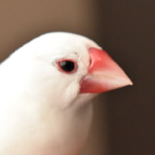 katsu