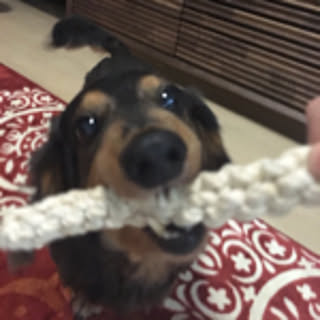 haruchapu