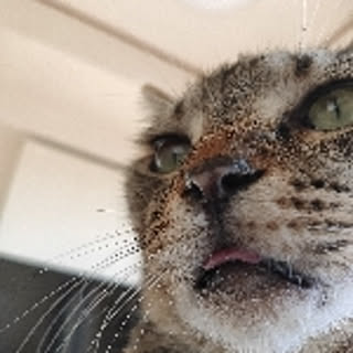 chico