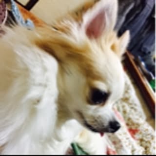 Akira