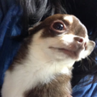 Cocoa
