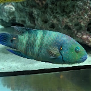 naninu