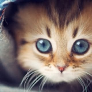 yuki
