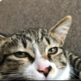 sato_