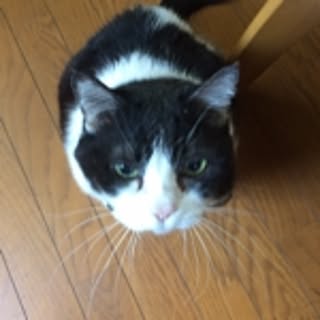 maimai