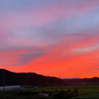 shingo