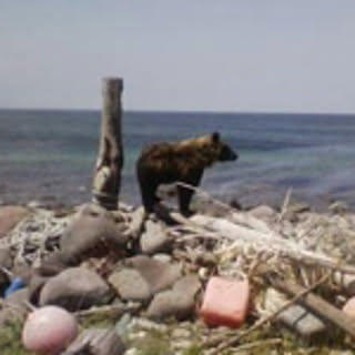 askim