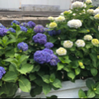 atsumi