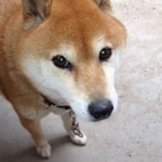 risa