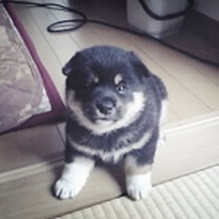 kao