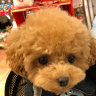 dogslife