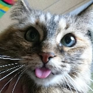 tomtompudding
