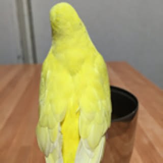 haru