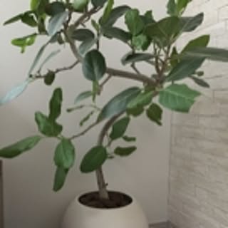 naominmin