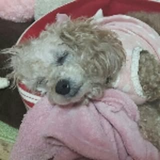 yuki