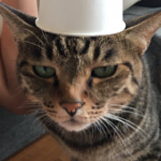 shigimi