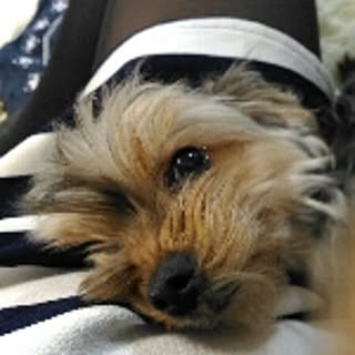 chaso