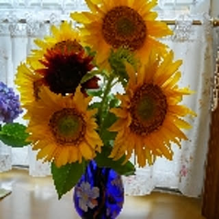 sunflower88