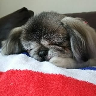 bebe