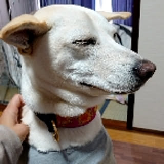 bon