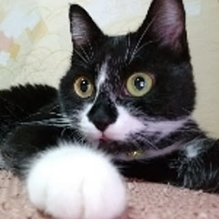 mihonyann