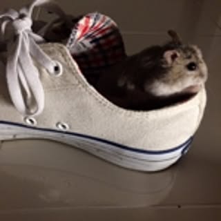 Mi_Ya